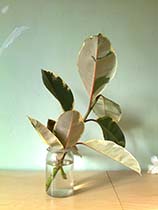 plant